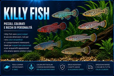 Killy fish