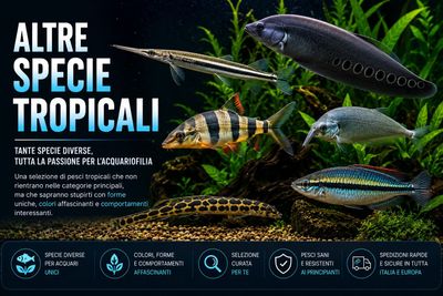 Altre Specie Tropicali