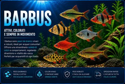 Barbus