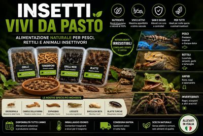 Insetti vivi da pasto