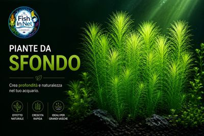 Piante da sfondo