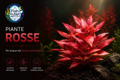 Piante rosse