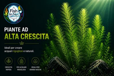 Pianta ad alta crescita