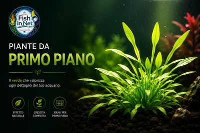 Piante da primo piano