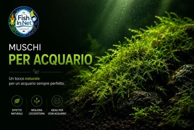 Muschi per acquario