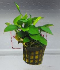Piante epifite