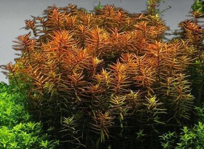 Piante per aquascaping