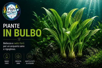 Piante in bulbo