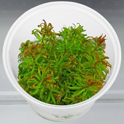 Piante in cup