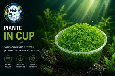 Piante in cup