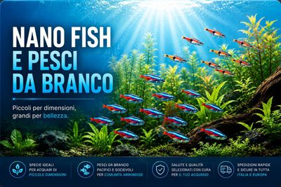 Nano fish e pesci da branco