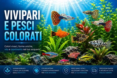 Vivipari e pesci colorati