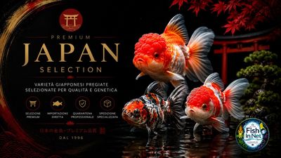 Premium Japan