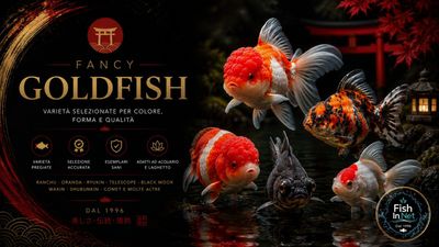 Fancy Goldfish