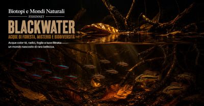 Acque nere (Black water)