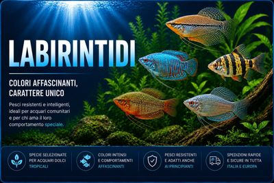 Labirintidi