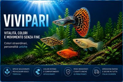 Pesci vivipari