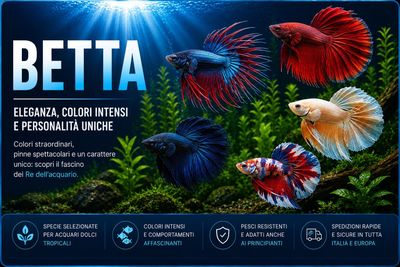 Betta