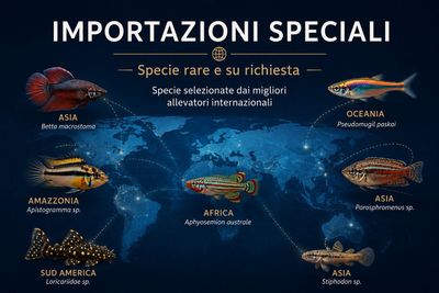 Importazioni speciali - specie rare