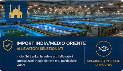 Allevamenti INDIA/MEDIO ORIENTE