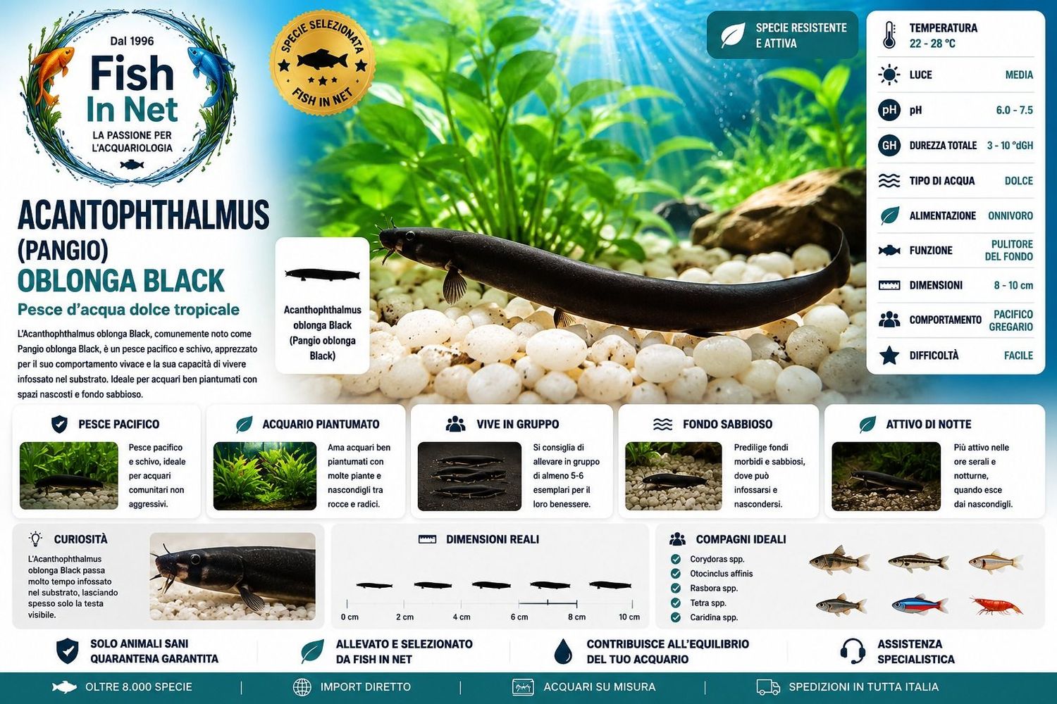 ACANTOPHTALMUS - PANGIO OBLONGA BLACK ACANTOPHTALMUS - PANGIO OBLONGA BLACK