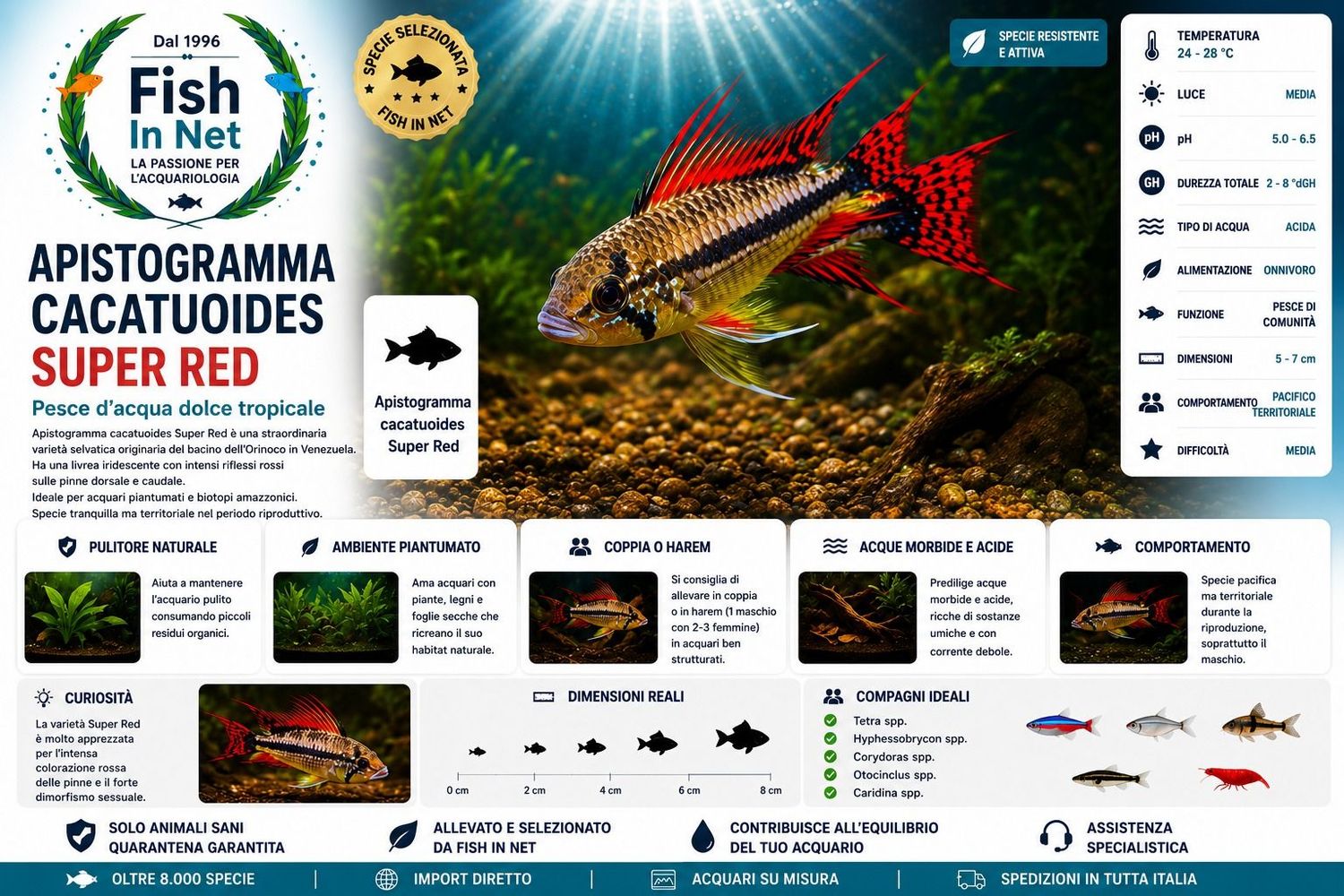 APISTOGRAMMA CACATUOIDES SUPER RED