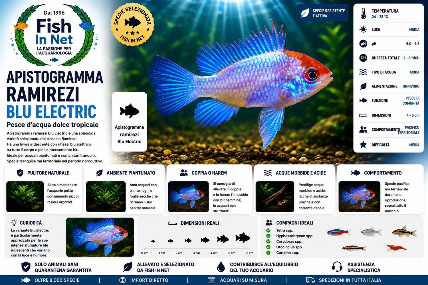 APISTOGRAMMA RAMIREZI BLU ELECTRIC APISTOGRAMMA RAMIREZI BLU ELECTRIC