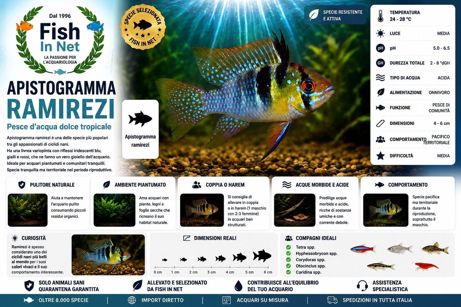 APISTOGRAMMA RAMIREZI APISTOGRAMMA RAMIREZI
