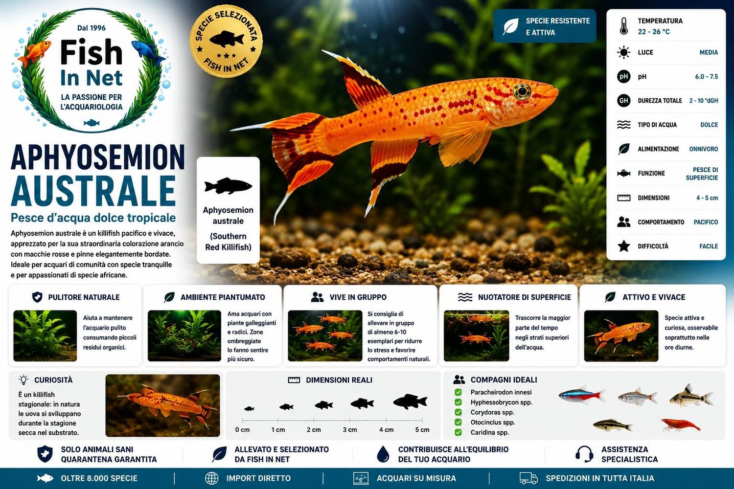 APHYOSEMION AUSTRALE APHYOSEMION AUSTRALE