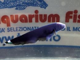 APTERONOTUS ALBIFRONS 7.5CM.