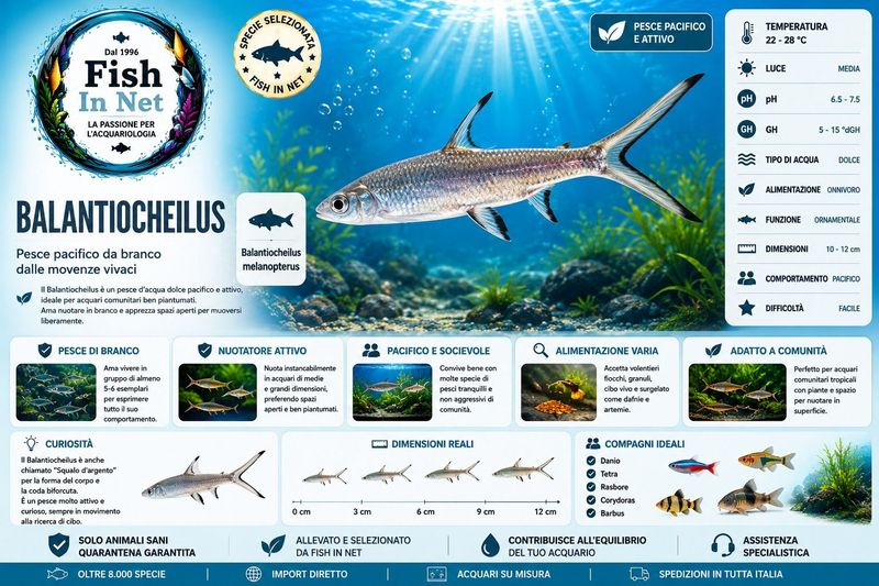 BALANTIOCHEILUS