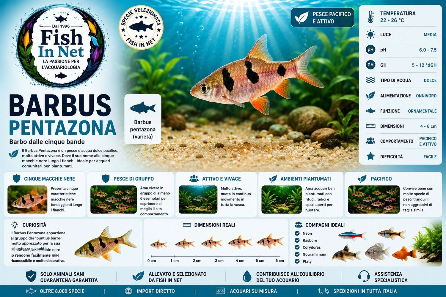 BARBUS PENTAZONA BARBUS PENTAZONA