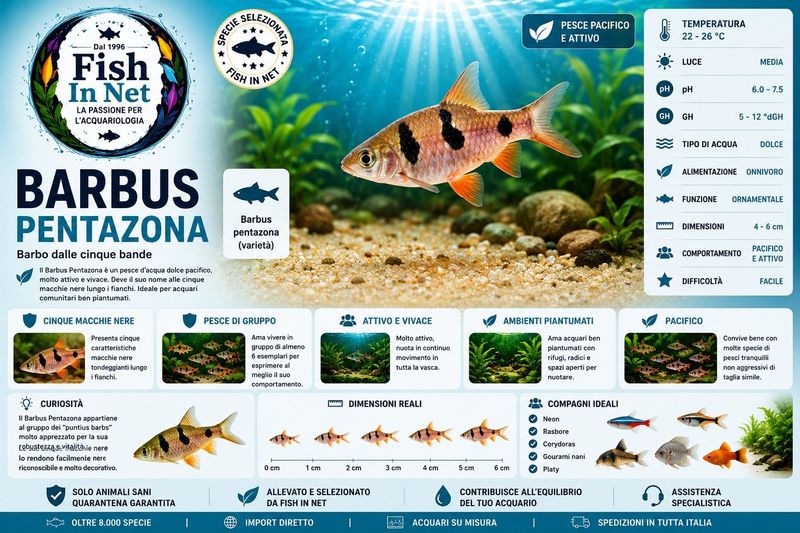 BARBUS PENTAZONA BARBUS PENTAZONA
