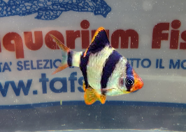 BARBUS TETRAZONA MD