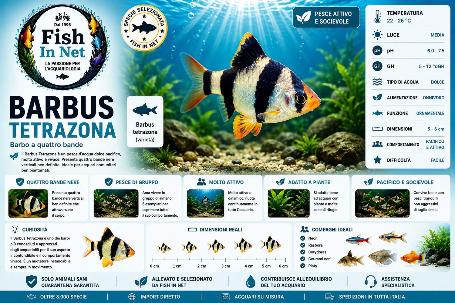 BARBUS TETRAZONA MD