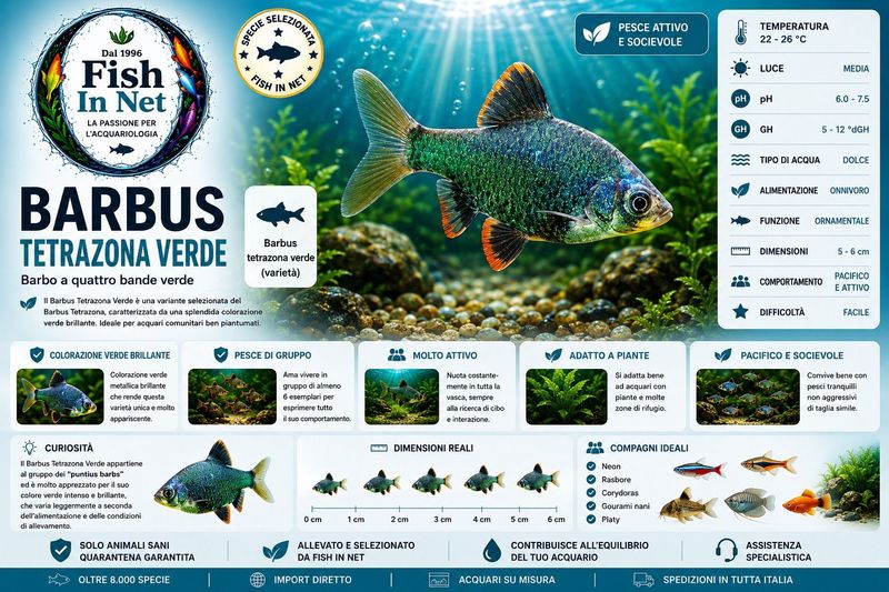 BARBUS TETRAZONA VERDE BARBUS TETRAZONA VERDE