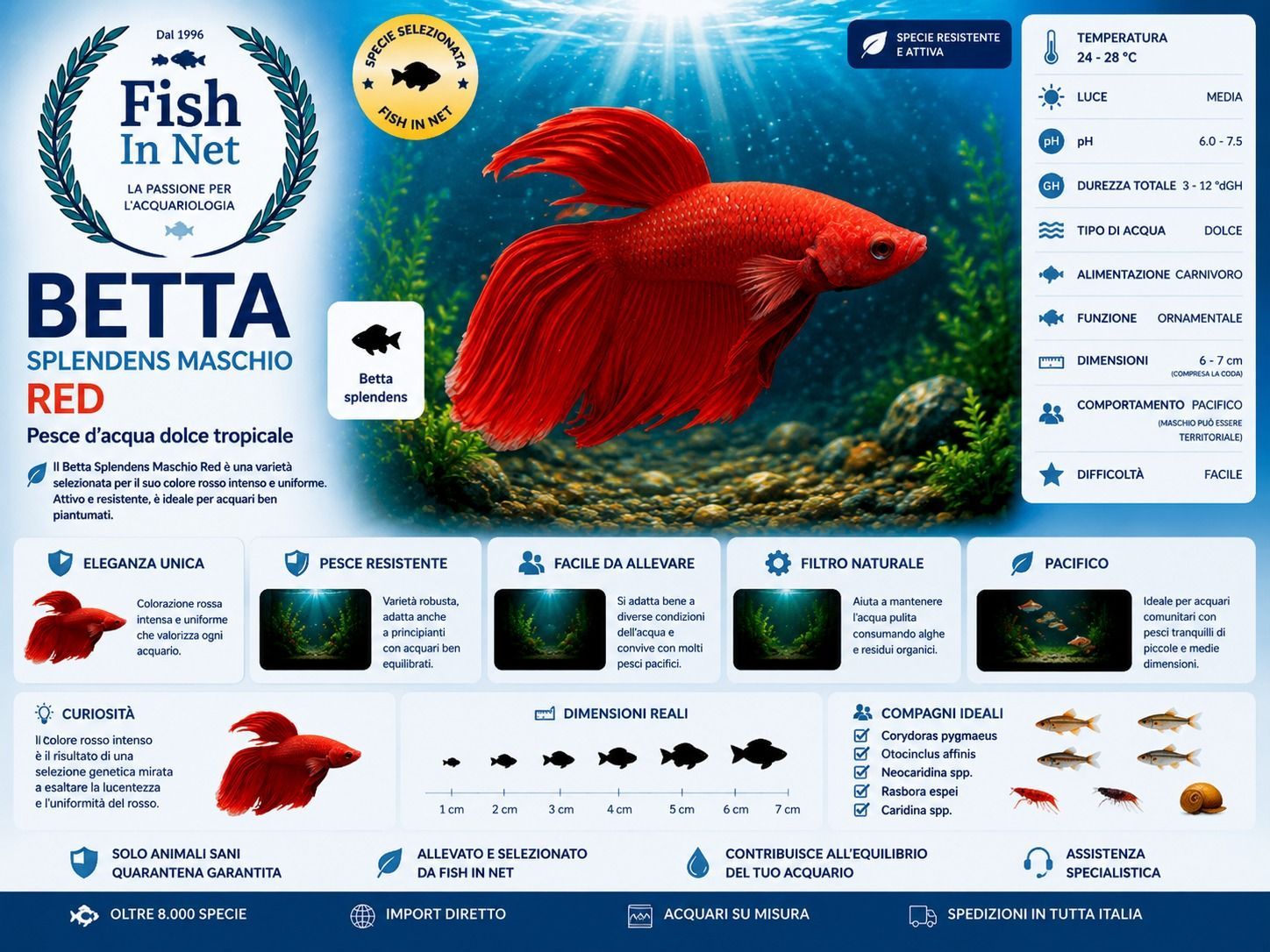 BETTA SPLENDENS MASCHIO RED BETTA SPLENDENS MASCHIO RED