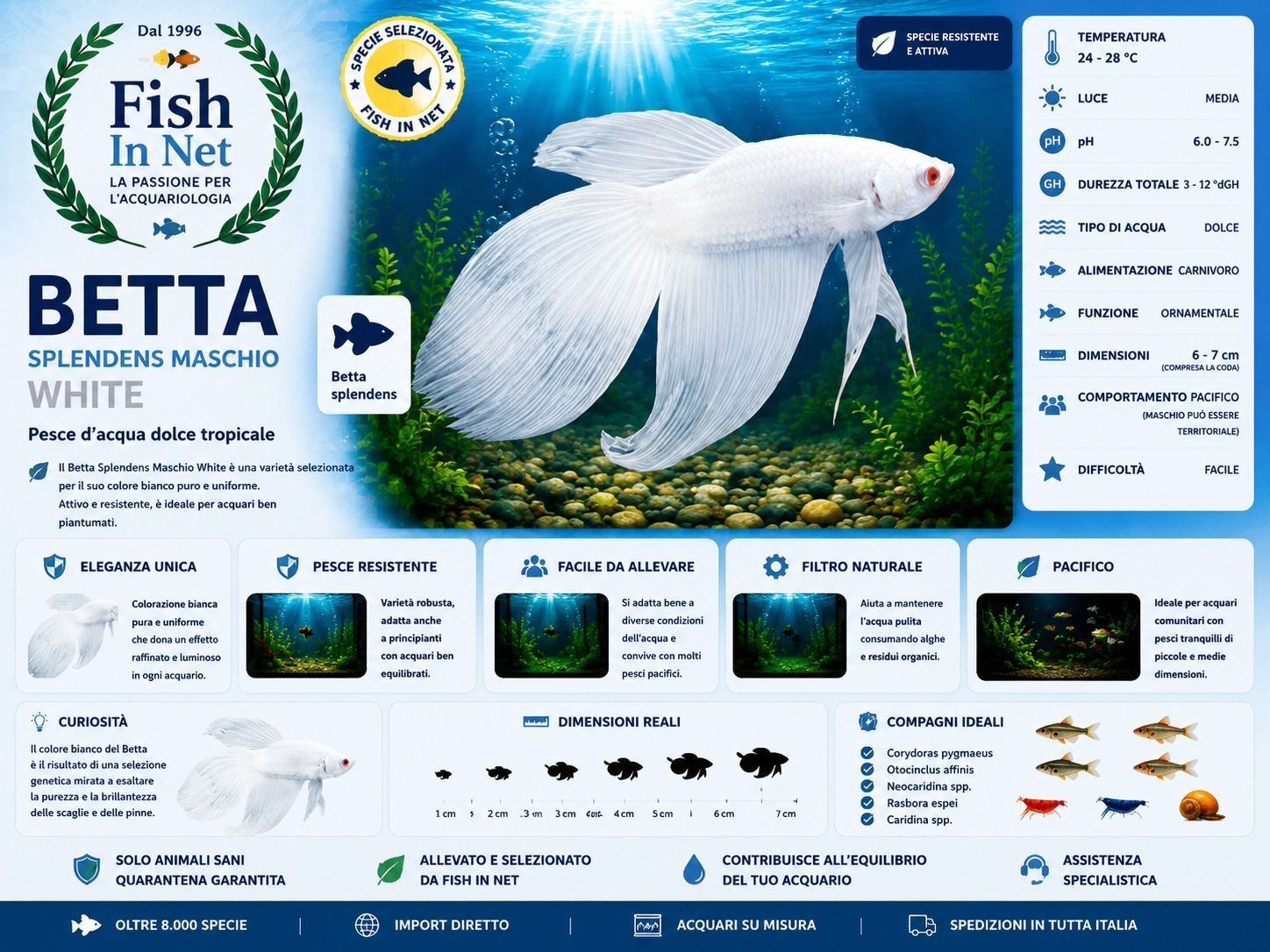 BETTA SPLENDENS MASCHIO WHITE BETTA SPLENDENS MASCHIO WHITE