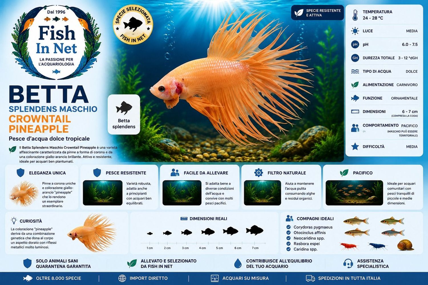 BETTA SPLENDENS MASCHIO CROWNTAIL PINEAPPLE