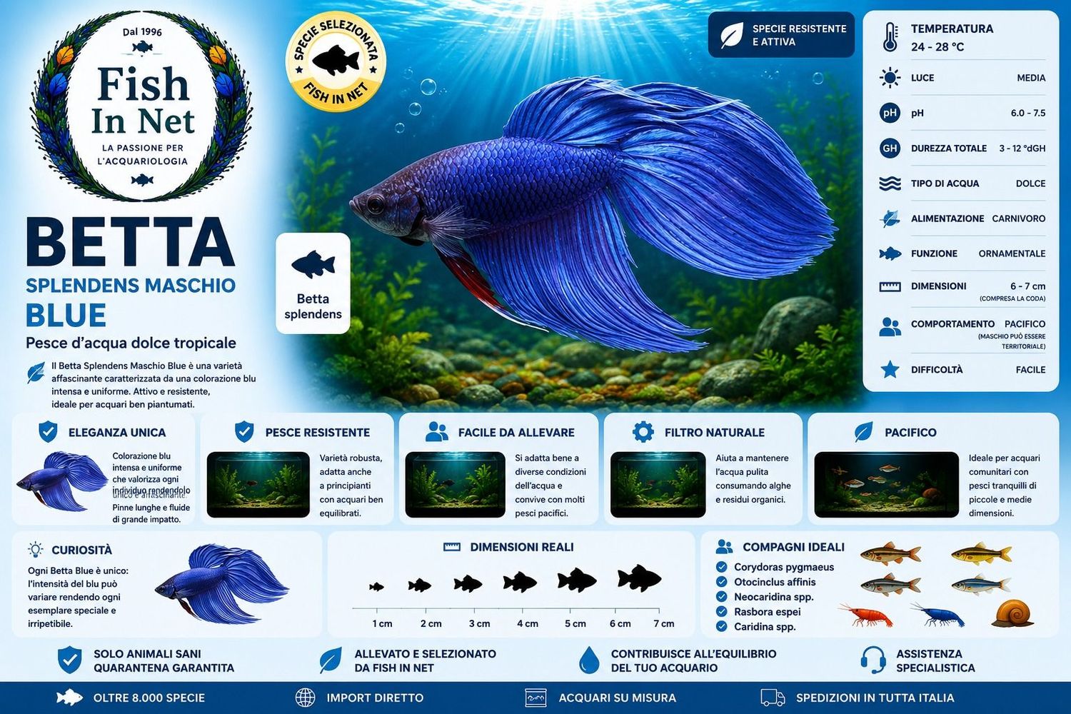 BETTA SPLENDENS MASCHIO BLUE BETTA SPLENDENS MASCHIO BLUE