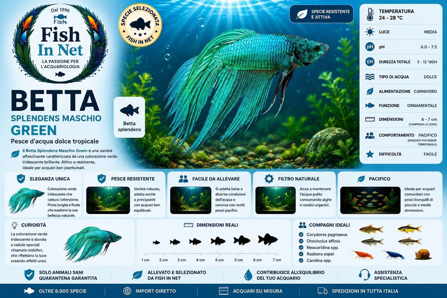 BETTA SPLENDENS M. GREEN