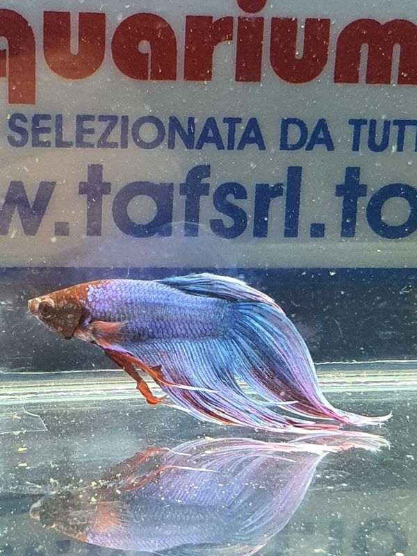 BETTA SPLENDENS M. TRICOLOUR