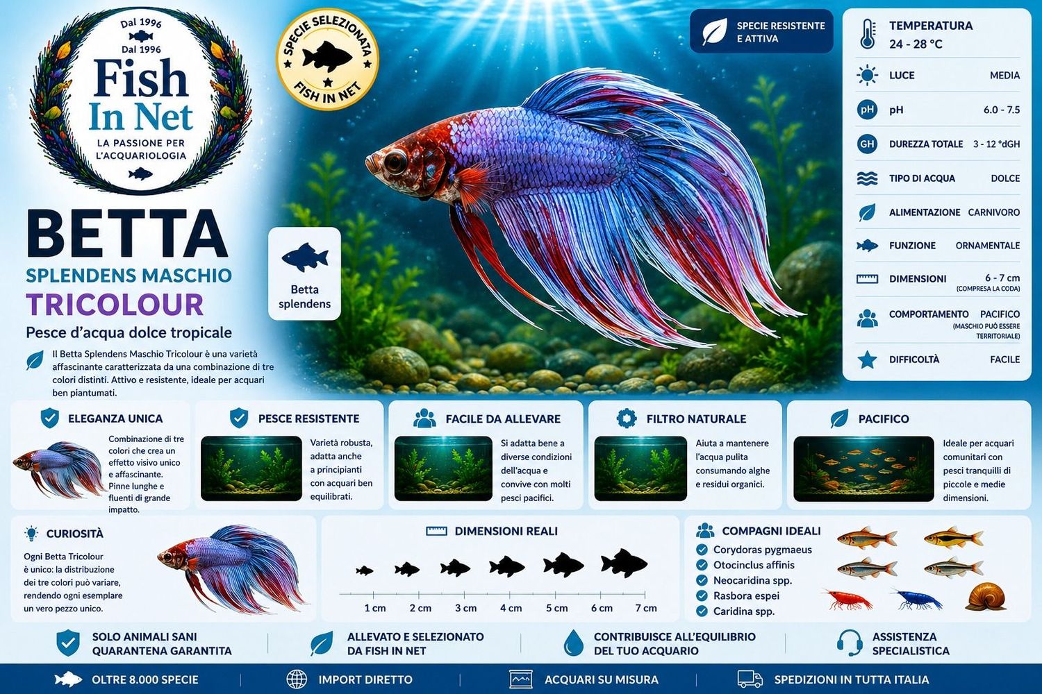BETTA SPLENDENS M. TRICOLOUR BETTA SPLENDENS M. TRICOLOUR