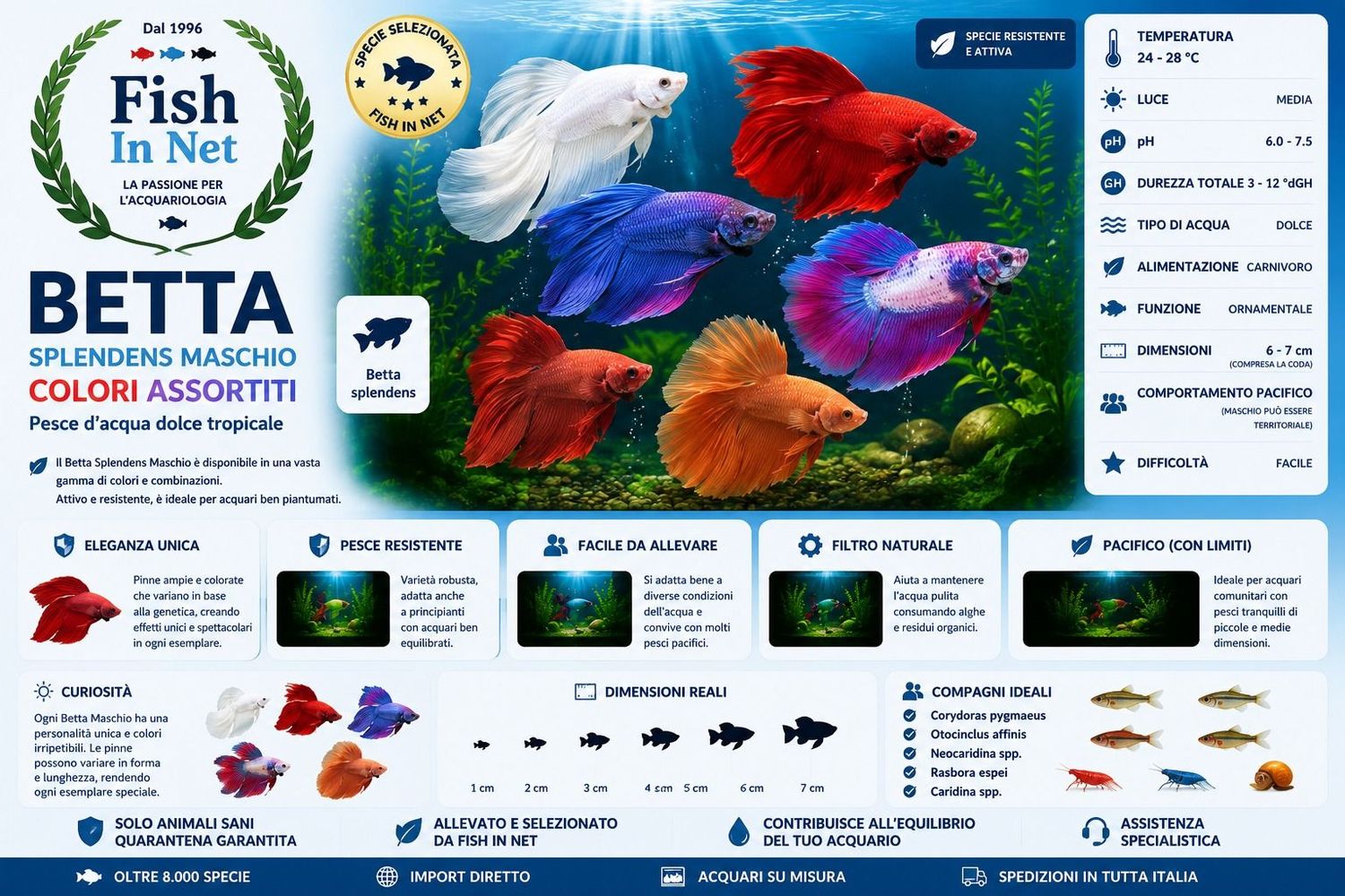 BETTA SPLENDENS MASCHIO colori assortiti