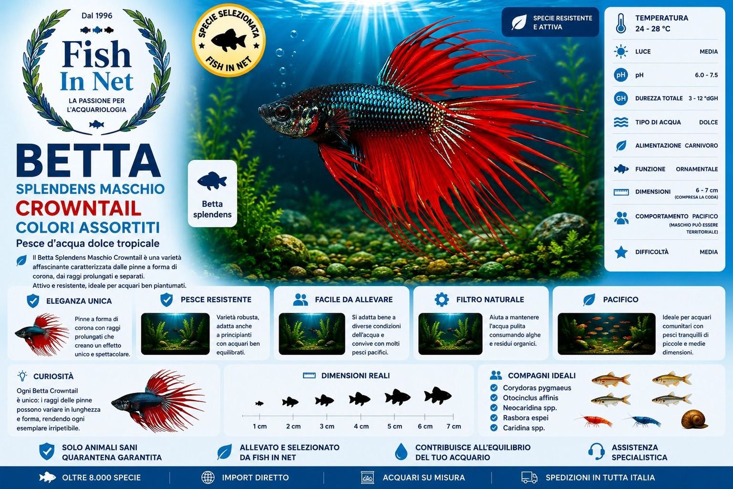 BETTA SPLENDENS MASCHIO CROWNTAIL colori assortiti BETTA SPLENDENS MASCHIO CROWNTAIL colori assortiti