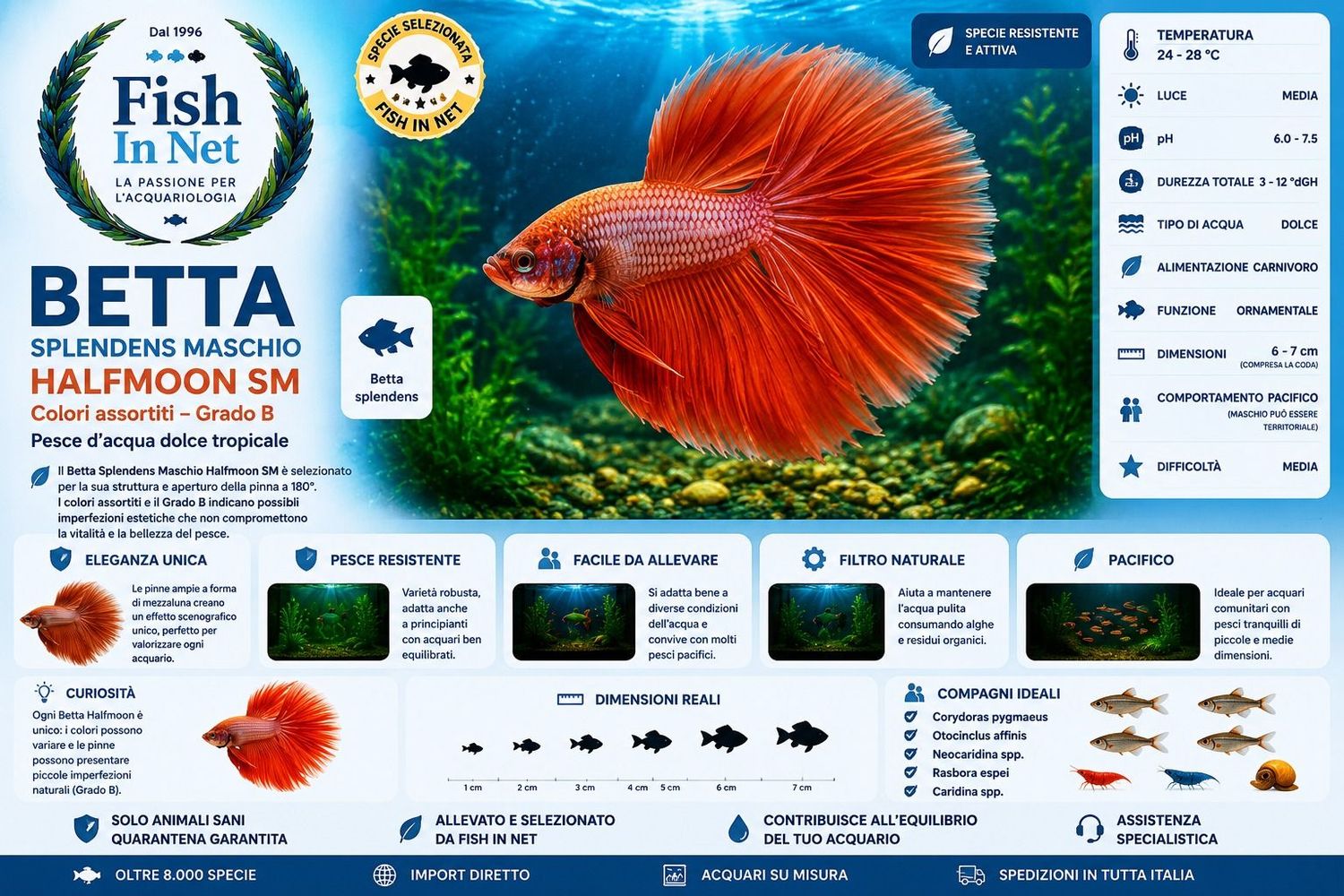 BETTA SPLENDENS MASCHIO HALFMOON  SM - colori assortiti GRADO B