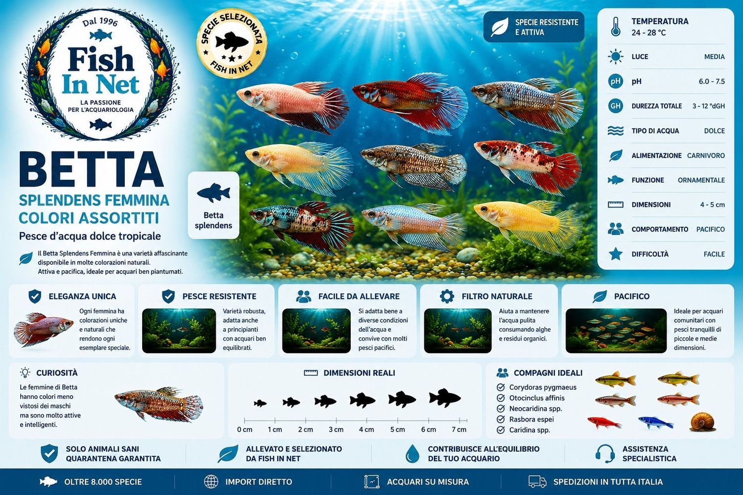 BETTA SPLENDENS FEMMINA colori assortiti BETTA SPLENDENS FEMMINA colori assortiti