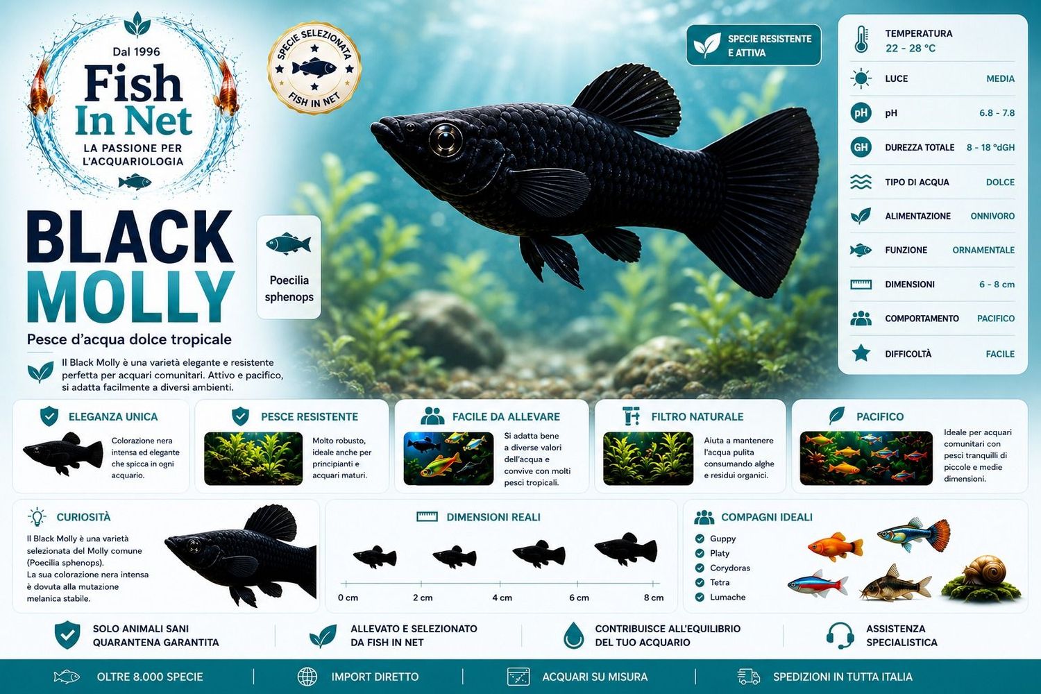 BLACK MOLLY BLACK MOLLY