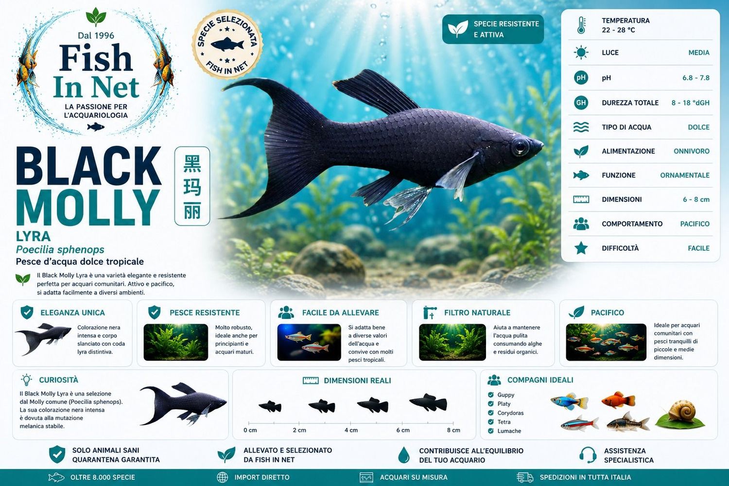BLACK MOLLY LYRA BLACK MOLLY LYRA