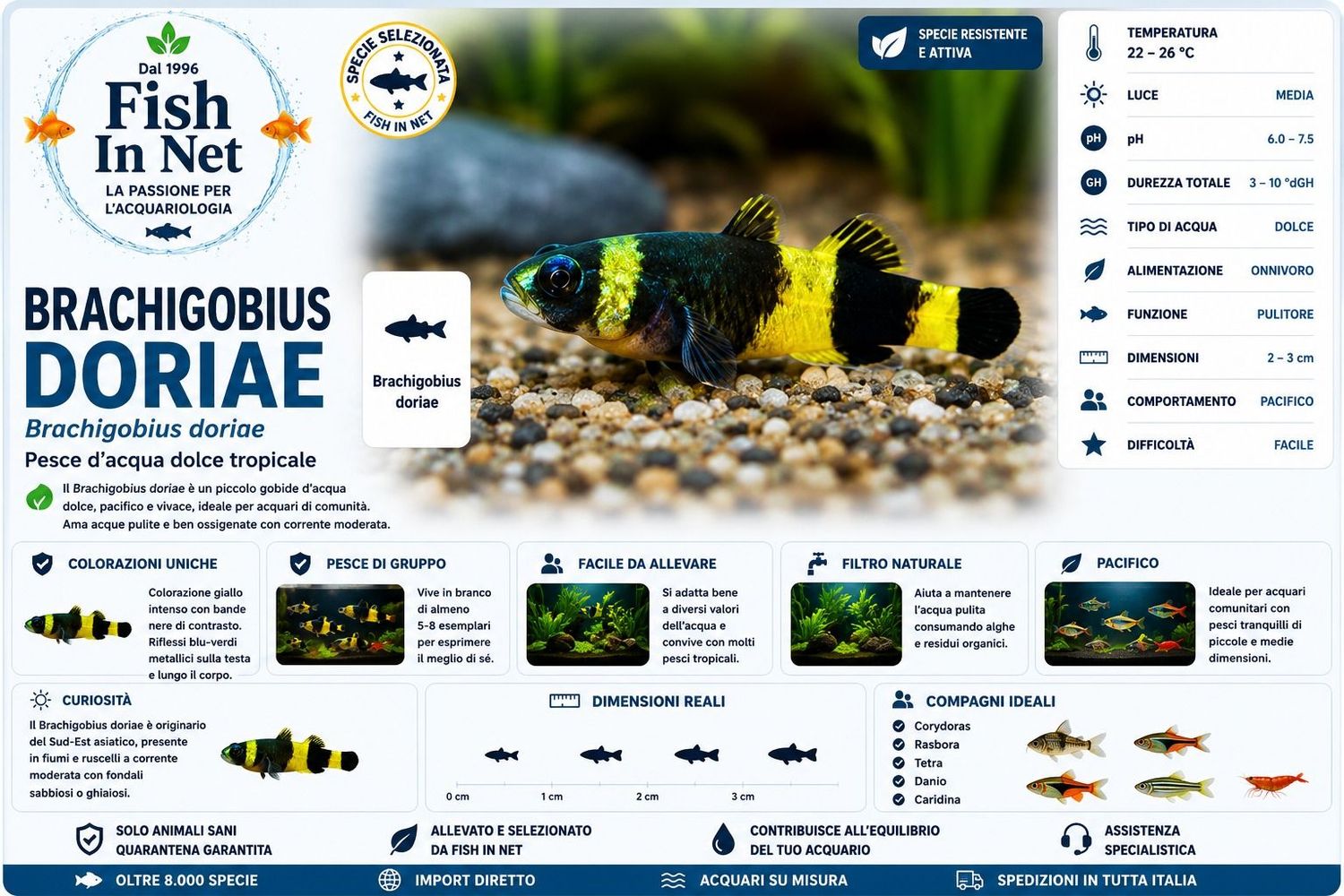 BRACHIGOBIUS DORIAE - pesce ape BRACHIGOBIUS DORIAE - pesce ape